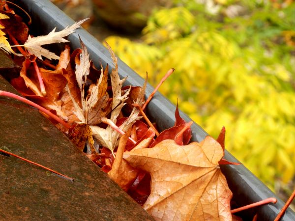 Cost of Roof Gutter Debris Removal in Portland